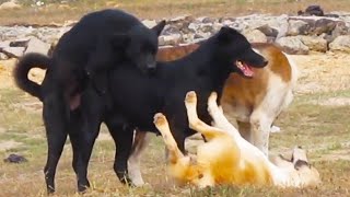 Dogs Mating | Dog Sex | Dogs Meeting 2021 | Animals Marron