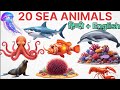 समुद्री जीवों के नाम | 20 Sea Animals Name for Kids | Learn Ocean Animals in English Pictures Sounds