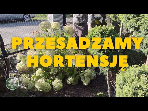 Wideo: Przesadzanie hortensji - kiedy i jak przesadzać krzewy hortensji