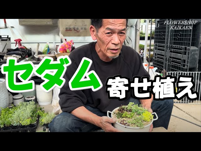 セダム 寄せ植え 作り方お伝えします 広がってきます かわいい【おうち
