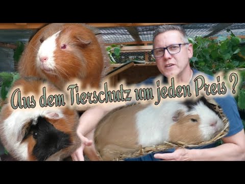 Video: Vorteile von Pet Ownership für ältere Menschen