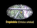 OROPÉNDOLA (Oriolus oriolus) CANTANDO