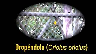 OROPÉNDOLA (Oriolus oriolus) CANTANDO