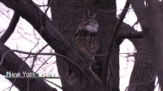 Flaco The Owl Central Park New York City March 5 2023