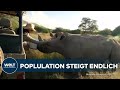 NASHÖRNER AUF DEM VORMARSCH: Population in Afrika steigt nach Jahrzehnten erstmals wieder!