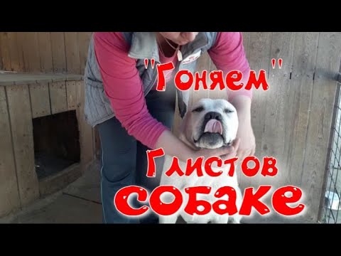 Как часто нужно давать антигельминтные препараты собаке? "Гоняем" глистов Питомник Алабаев Миф Марны