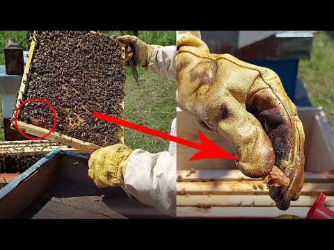 Video: Hoće li formic pro ubiti bube košnice?