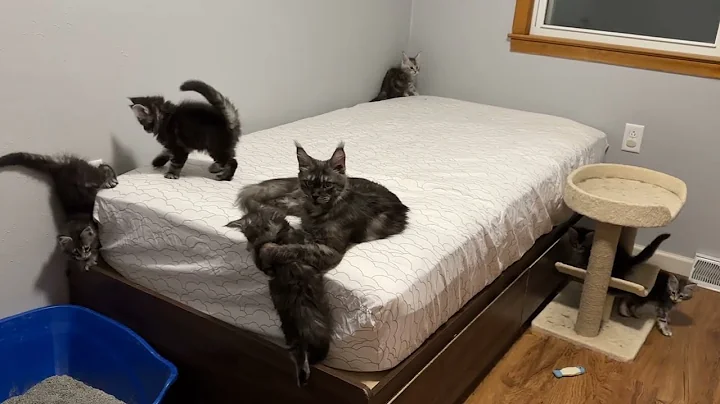 Watch the video about (7 weeks old) Maine Coon kittens everywhere, Lots of kitties, Kasia' baby kittens, Ana's playing