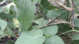 Opiliones a.k.a. Harvestman  (Garden Protecting Arachnids)