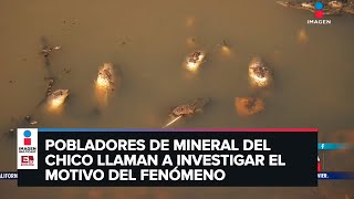 Aparecen peces muertos en presa de Hidalgo