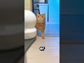 Das Kätzchen opferte sein Glück für seinen Besitzer 🐱 ❤️