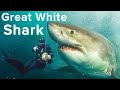 Great white shark protects me