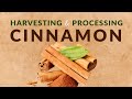 Harvesting and processing of cinnamon