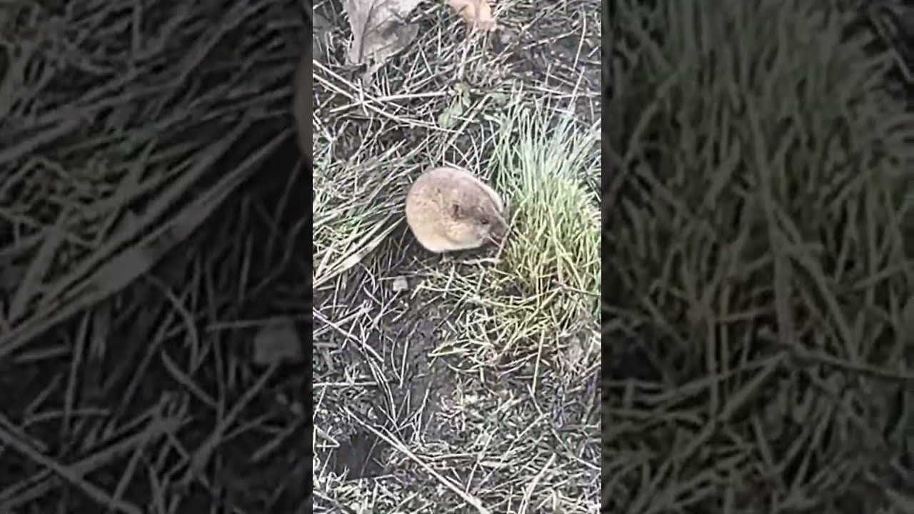 Старая курва фото