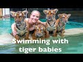 Swimming with four baby tigers