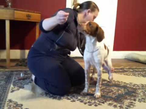 Teaching a wiggly puppy to stack - Starring Melanie - YouTube