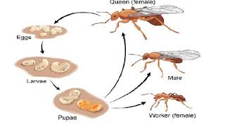 The Ant Life Cycle (Ant Basics Ep.2)