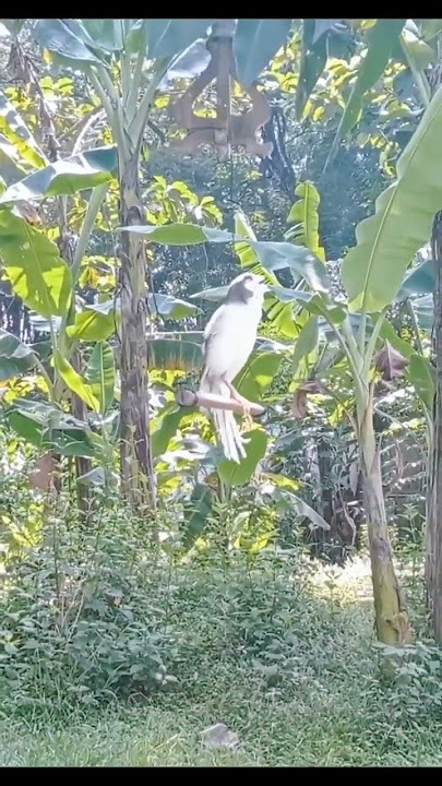 jangan dorong dorongan ya pren #kicaumania #viral #story #pecintaburung #storywa #katamutiara #birds