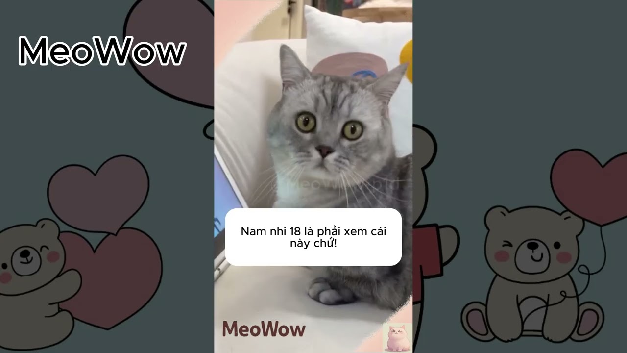 Tổng hợp Clip những chú mèo đáng yêu | Tháng 1/2026