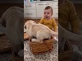 【まさか】バスケットから顔を出した子犬に赤ちゃんが…その反応がかわいすぎて笑った😭🐕 #shorts #赤ちゃん #犬 #子犬 #犬と赤ちゃん