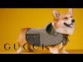 The Gucci Pet Collection