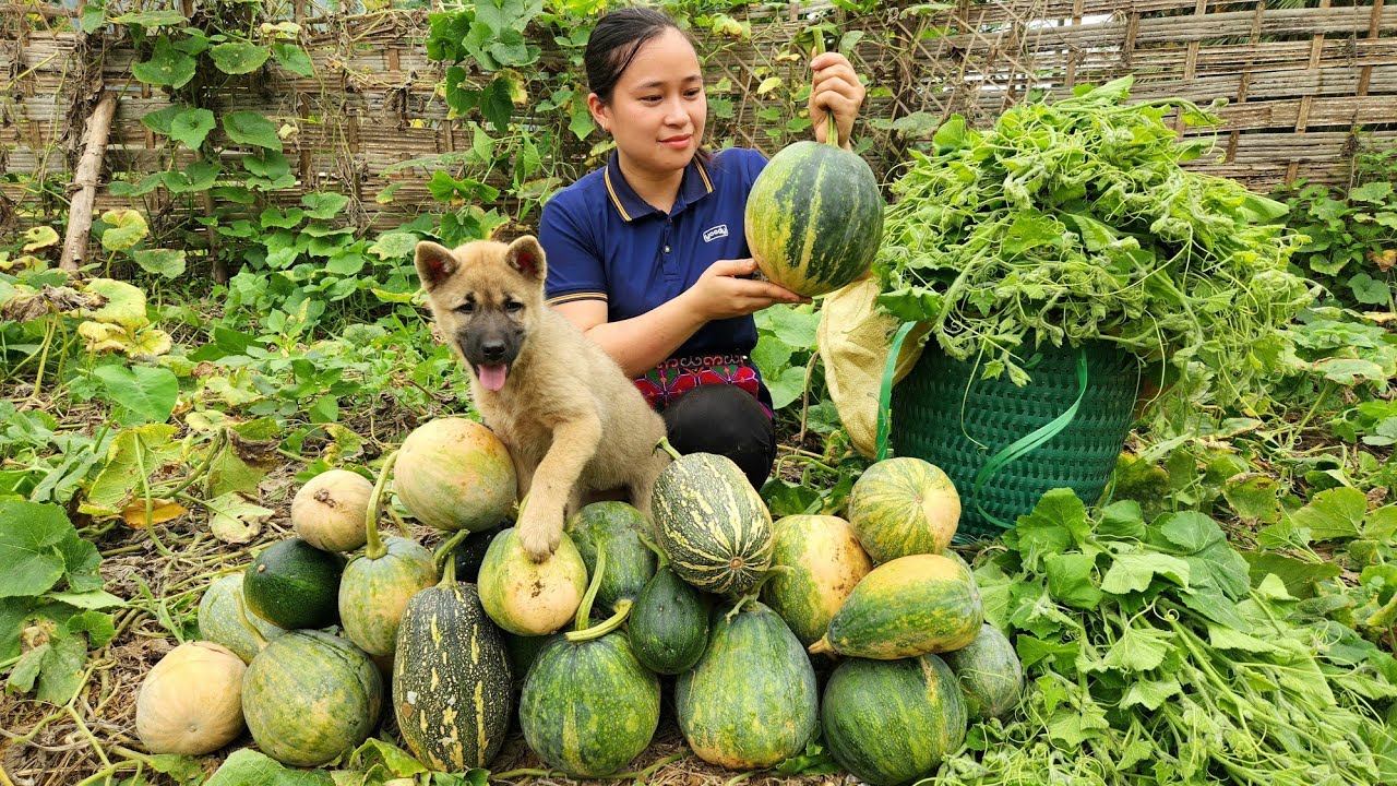 Harvesting Pumpkin  Vegetables Garden Goes to the market sell   Animal Care  L Th Ca