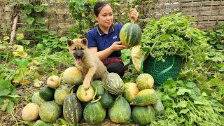 Harvesting Pumpkin & Vegetables Garden Goes to the market sell  Animal Care | Lý Thị Ca