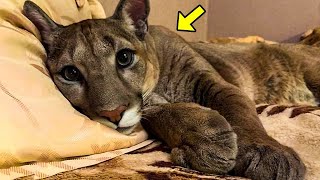 Dying Puma Escapes Zoo Hell, Turns Into A Spoiled Housecat And Shocks Owners! by The Animal Gaze 304 views 3 weeks ago 26 minutes