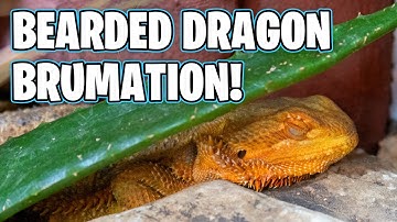 Bearded Dragon Brumation! Why is My Bearded Dragon Sleeping a Lot and Not Eating?