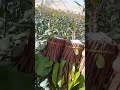 شاهد وأشوف قات الاماكن اخر اصدر ابوعريش العارضه صبياء القهر بني مالك العياش فيافا شاهد وأشوف قات الاماكن اخر اصدر ابوعريش العارضه صبياء القهر بني مالك العياش فيافا