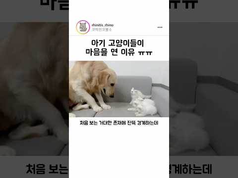 아기고양이들이 마음을 연 이유 ㅠㅠ thumbnail