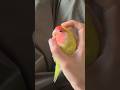 This parrot has been transformed into a high-quality spray bottle. #birds #parrot #parrots #shorts