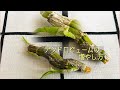 ⑨デンドロビューム （新芽が出たら再度upします）高芽の植え付け。さし木で増やす