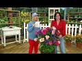 Cottage Farms 1pc Cocktail Smoothie Rose of Sharon Live Plant on QVC