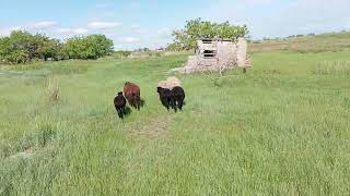 купил овец на развод 🐑