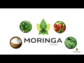 MORINGA TEOMA