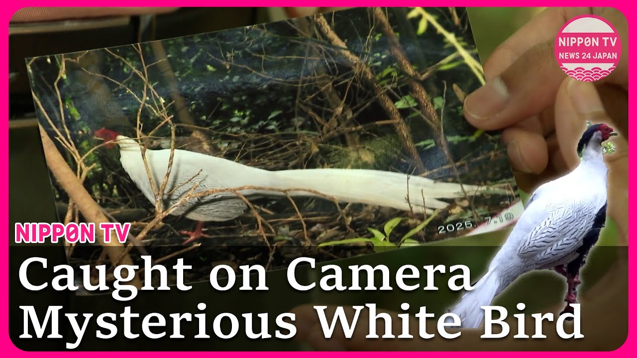 Mysterious White Bird Spotted in Japan - YouTube