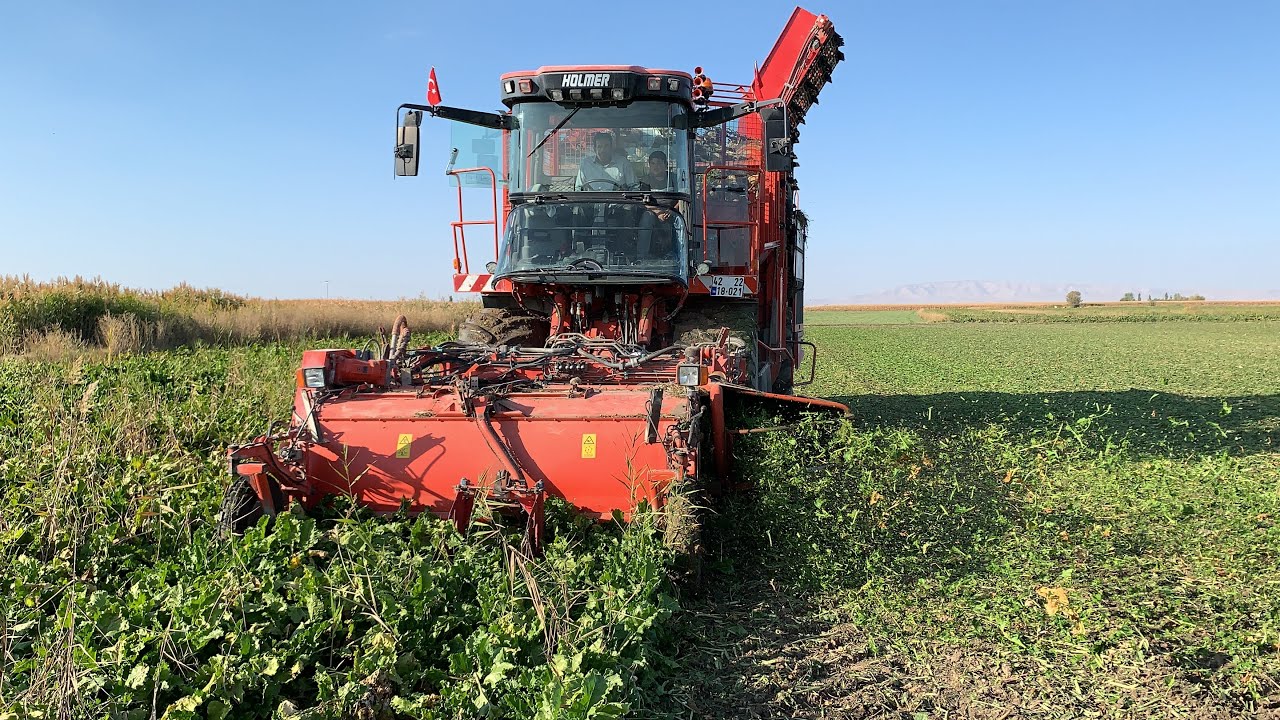 ŞEKERPANCARI SÖKÜMÜ 6 SIRA HOLMER