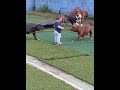 tô sem ideia para título #edit #dogs