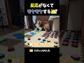 反応がなくてモヤモヤするシェルティ【会話ボタンでしゃべる犬】 #shorts #犬