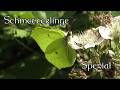 Insekten-Compilation: Schmetterlinge Spezial!