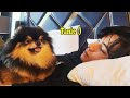 Bts with yeontan dont fall in love with yeontan challenge
