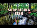 Fishing a Magical River for Surprising Fish