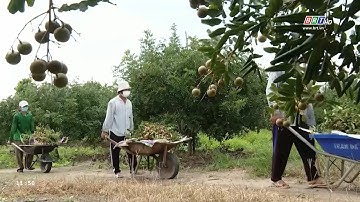 Phát triển bền vững cây ăn trái chủ lực | BRTgo