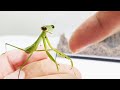 사마귀 탈피 / 마귀에게 생긴 일 The amazing thing that happened to my friend the mantis