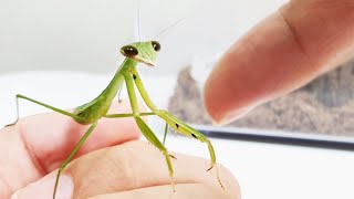 The amazing thing that happened to my friend the mantis