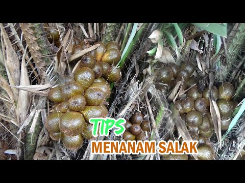 TIPS   Menanam POHON SALAK Agar Berbuah & Panen Sepanjang Tahun