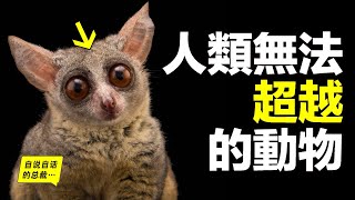 猴子：也許一種超越人類的存在，爲什麽科學家中猴子身上洞悉了華爾街的秘密？爲什麽說猴子比人類更擅長政治？|自說自話的總裁