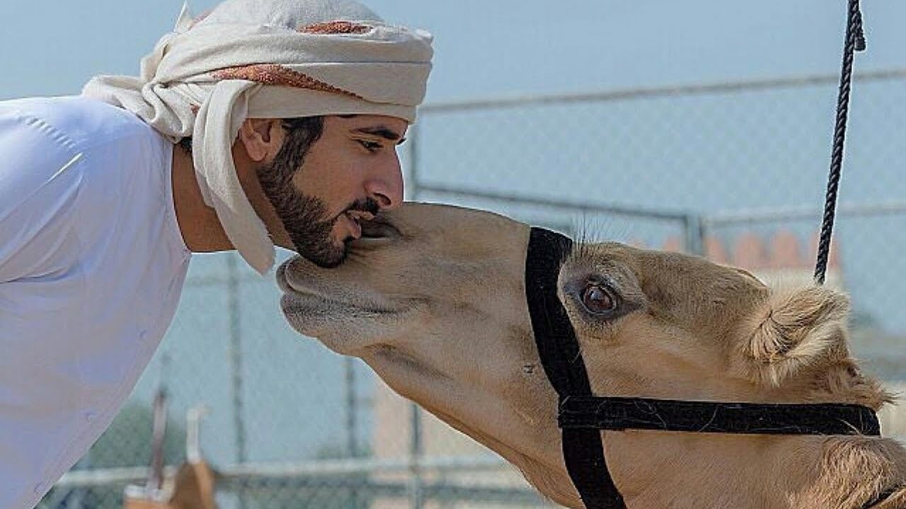 Арабы смешные картинки