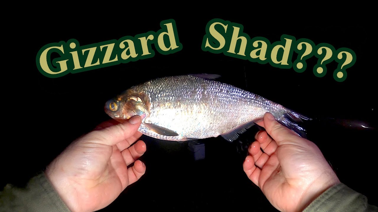 Is it cold enough to use Gizzard Shad as fishing bait? 